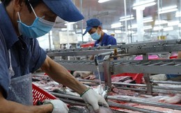 Cá tra Việt Nam xuất sang Trung Quốc tăng mạnh