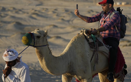 Du lịch Qatar bội thu mùa World Cup: Đến lạc đà cũng "còng lưng" làm thêm giờ vì khách quá đông