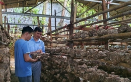 Chàng thanh niên người Thái thu tiền tỷ mỗi năm từ trồng nấm