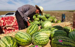 Dưa hấu mọc từ kẽ đá được ví như 'mỏ bạc' nhưng tuyệt nhiên không ai dám nhân rộng: Vì sao?