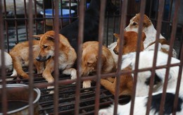 Thí điểm trang công cụ báo cáo về nạn buôn bán thịt chó, mèo tại Quảng Nam và Đà Nẵng
