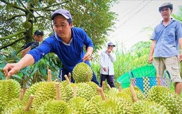 Doanh nghiệp Trung Quốc tiết lộ cách chốt đơn sầu riêng Việt ‘nhanh như chớp’