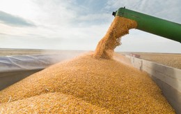 Liệu giá ngô, lúa mì có bước vào xu hướng tăng mới vào quý I/2023 như 2 năm vừa qua?