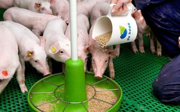Top 10 Công ty Thức ăn chăn nuôi uy tín năm 2022: C.P Việt Nam tiếp tục dẫn đầu, một "ông lớn" từ Hà Lan bứt phá ấn tượng còn Dabaco đuối sức