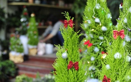 Hà Nội: Người dân thích thú với 'cây thông Noel tí hon' bày bán dịp Giáng sinh