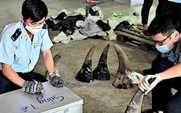 Lập công ty 'ma' để buôn lậu gần 10 tấn ngà voi, xương sư tử, vảy tê tê, sừng tê giác