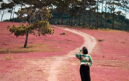 Xao xuyến trước cảnh đẹp như tranh vẽ của đồi cỏ hồng hoang sơ ở Đức Trọng