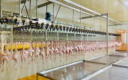 Nhà máy chế biến gà Marathon của bầu Đức đi vào hoạt động, công suất 5.000-7.000 con/ngày