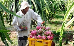 Thanh long trái vụ có giá cao gấp 3 lần