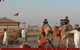 Lạc đà Qatar "tăng ca" phục vụ du khách