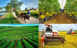 Ngành nông nghiệp tiếp tục thực hiện vai trò trụ đỡ cho nền kinh tế ngay từ tháng 1/2022
