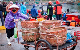 Ngư dân Nghệ An đón 'lộc biển' trong chuyến ra khơi đầu năm