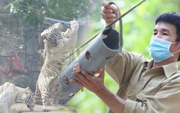 Ảnh, clip: Ghé thăm những con hổ trắng quý hiếm lần đầu được sinh ra tại Thảo Cầm Viên Sài Gòn