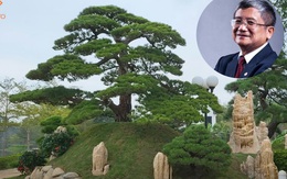 Bí mật đằng sau vườn Nhật bạc tỷ của sếp FPT: Sưu tầm thông lá đỏ, tùng la hán vài trăm tuổi không chỉ để thoả mãn đam mê!