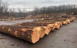 Giá gỗ nguyên liệu nhập cao vì khan hiếm nguồn cung