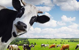 Kinh doanh thịt bò có thể giúp Vinamilk tăng trưởng hai chữ số, mang về doanh thu 2.000 tỷ đồng trong năm đầu tiên