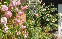 Mùng 4 Tết cùng ngắm khu vườn hoa hồng đẹp "ngất ngây" như tiên cảnh của mẹ Việt ở Úc