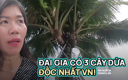 Nữ đại gia Thủ Đức sở hữu 3 cây dừa "độc lạ" nhất Việt Nam: "Ăn ngủ" nhà dân để thu mua bằng được, trả 800 triệu cũng không bán!