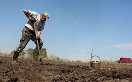20%-30% diện tích trồng trọt ở Ukraine bị ảnh hưởng, đã có quốc gia châu Âu "cuống"