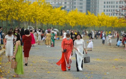 Hà Nội: Dừng đón khách vào đường hoa phong linh đẹp như trời Âu