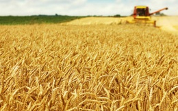 Căng thẳng Nga – Ukraine có thể khiến nguồn cung thực phẩm toàn cầu thiếu hụt nghiêm trọng