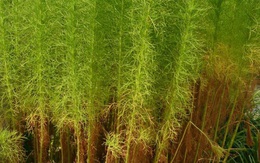 Nghiên cứu chiết xuất lá của 1 loại cây châu Á: "Thuốc trường sinh" Tần Thủy Hoàng ao ước?