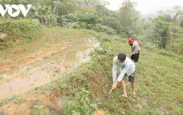 Phân bón đắt đỏ, nhiều nông dân vùng cao Lào Cai bỏ trống ruộng nương