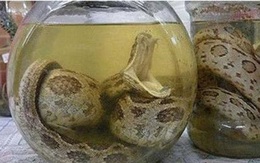 Đem rượu rắn ra mời khách, người đàn ông mất mạng vì rắn cắn: Ngâm 1 năm rắn vẫn sống!