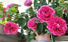 Cuộc sống độc thân của cô gái 23 tuổi chuyển sang "bước ngoặt" lớn nhờ trồng hoa hồng ở ban công căn hộ giữa thành phố lớn