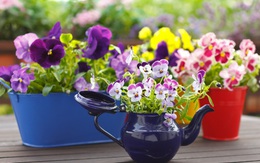 12 ý tưởng nhỏ nhưng cực hay để bạn tha hồ làm vườn trong nhà nhỏ