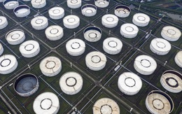 Mỹ cân nhắc giải phóng 180 triệu thùng dự trữ, giá dầu lập tức lao dốc