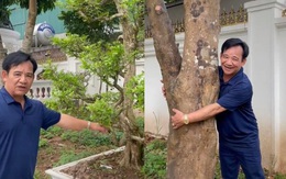 NSƯT Quang Tèo giới thiệu vườn cây có giá trị trong căn biệt thự tiền tỷ ở Thạch Thất