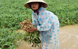 Nông dân Quảng Nam khóc ròng vì trận mưa lớn trái mùa, vất vả lội nước vớt nông sản "chạy lụt"