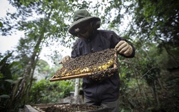 Tương lai ngành ong Việt Nam như thế nào sau phán quyết của Hoa Kỳ?