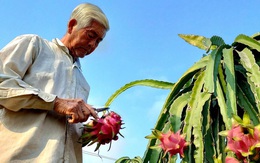 Người trồng thanh long càng làm càng lỗ