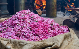 Một thị trấn cổ Ấn Độ ngập tràn hương thơm của hoa hồng