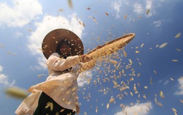 Đông Nam Á thiếu gạo, thế giới lo đối mặt với khủng hoảng lương thực diện rộng