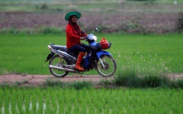 Lương thực sụt giảm mạnh vì xung đột: Láng giềng Việt Nam hưởng lợi lớn nhờ xuất khẩu gạo