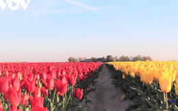 Đẹp ngỡ ngàng những cánh đồng tulip ở Hà Lan