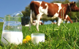 Sữa Quốc tế (IDP) chốt danh sách cổ đông trả cổ tức bằng tiền tỷ lệ 40%