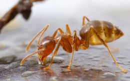 Bạo phát bạo tàn: Số phận nghiệt ngã của loài kiến điên ở Texas