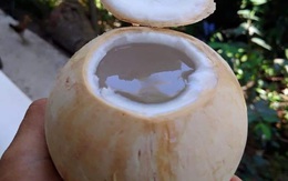 Tiết lộ cách chọn dừa cực nhiều nước lại siêu ngọt, không lo tiêm đường hóa học, chỉ dân trồng dừa mới rõ, đến người bán cũng bị "hớ" vì không biết