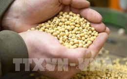 FAO: Giá lương thực toàn cầu cao kỷ lục do cuộc chiến ở Ukraine
