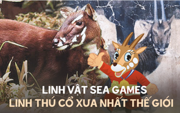 Linh vật SEA Games 31: "Kỳ lân Châu Á" - linh thú cổ xưa, bí ẩn nhất thế giới