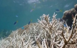 Rạn san hô lớn nhất thế giới bị tẩy trắng