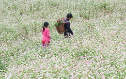 Ngỡ ngàng ngắm hoa tam giác mạch "trái mùa" ở Hà Giang khiến nhiều du khách không khỏi ngạc nhiên và thích thú