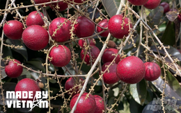 Loại cây cực quý ở Việt Nam: Mua xong bán lại "lãi" ngay gấp 5 lần, giống còn đắt gấp bội
