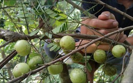 Nghiên cứu mới nhất: Công dụng tuyệt vời của loài quả dại mọc khắp nơi