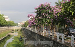 Bằng lăng đua nhau khoe sắc, nhuộm tím nhiều tuyến phố ở TP Vinh