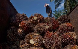 Indonesia dỡ bỏ lệnh cấm xuất khẩu dầu cọ để 'cứu' thị trường toàn cầu